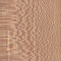 London Plane Round - sold per BF